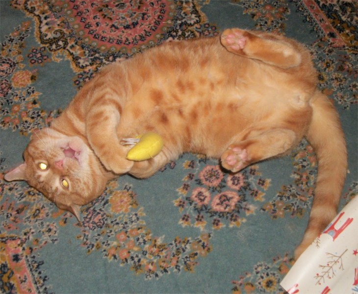 Scooby the cat nip nana