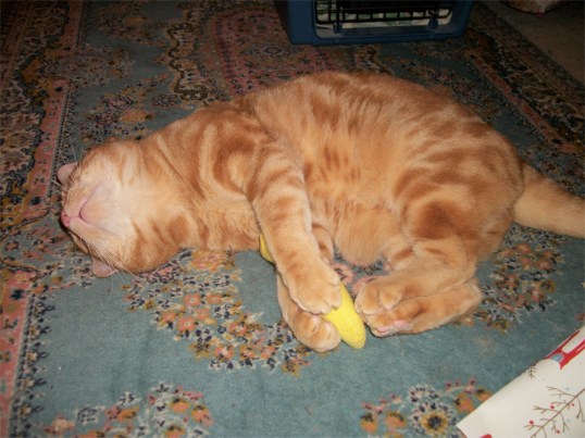 Scooby the cat and nip nana