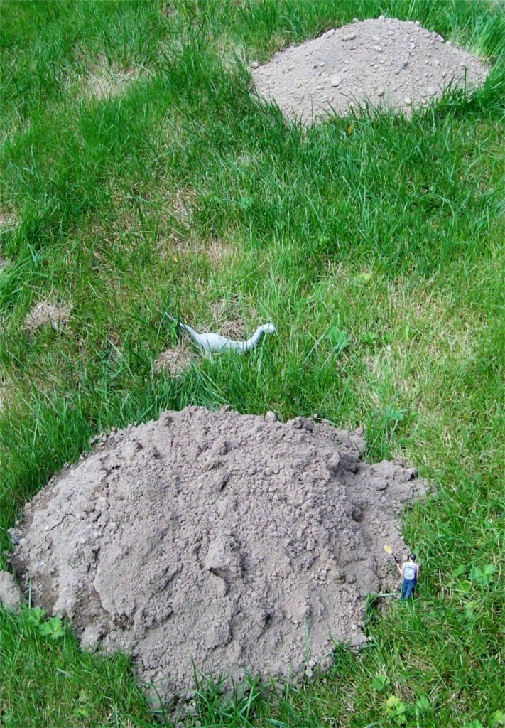 Kate molehill dinosaur