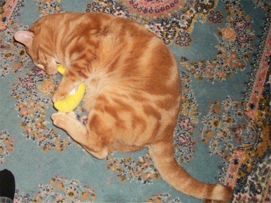 Scooby and catnip banana