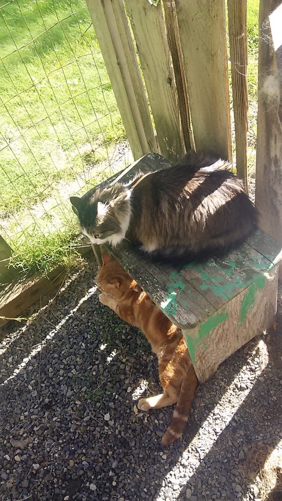 Cats Zeke and Scooby in catio