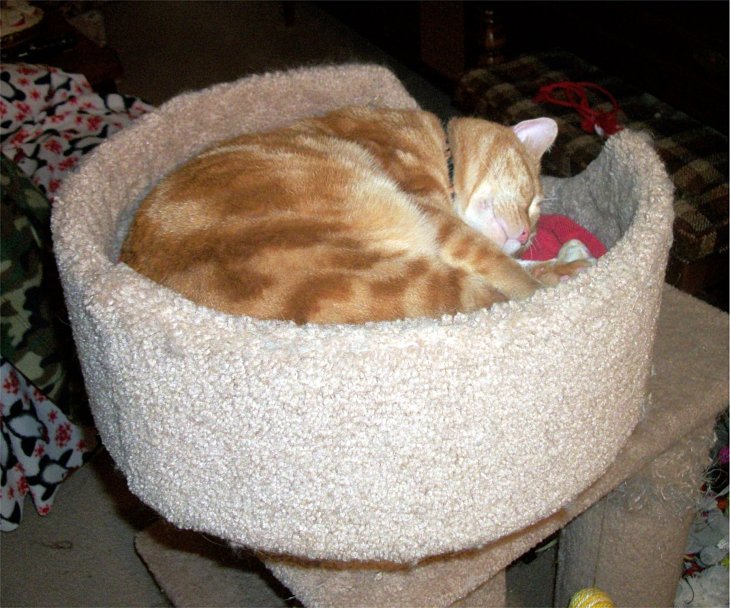 cat in penthouse