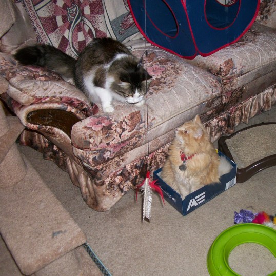 Zeke and Marigold playing with feather