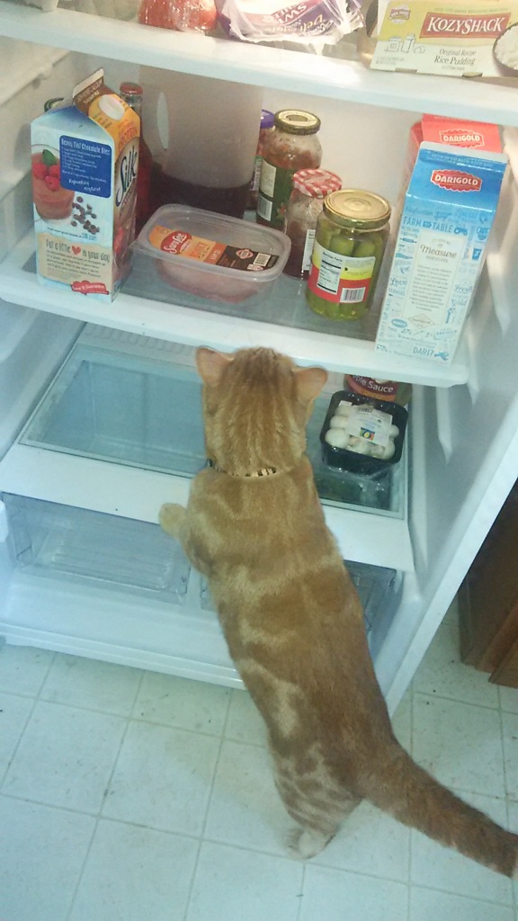 Scooby in refrigerator