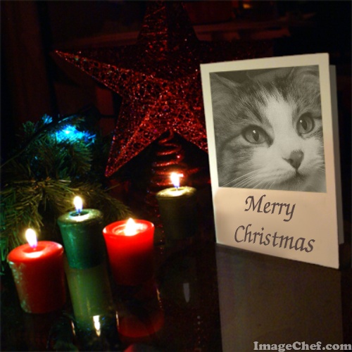 Zeke on Christmas card