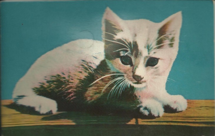 Squeaky cat postcard