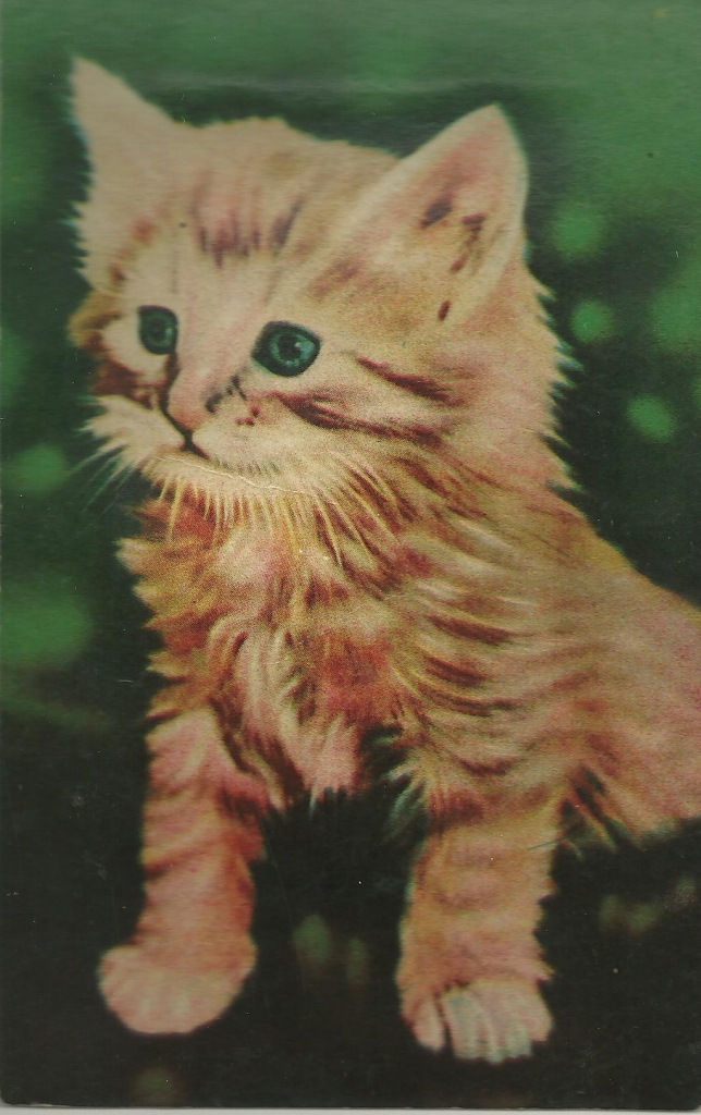 Squeaky cat postcard