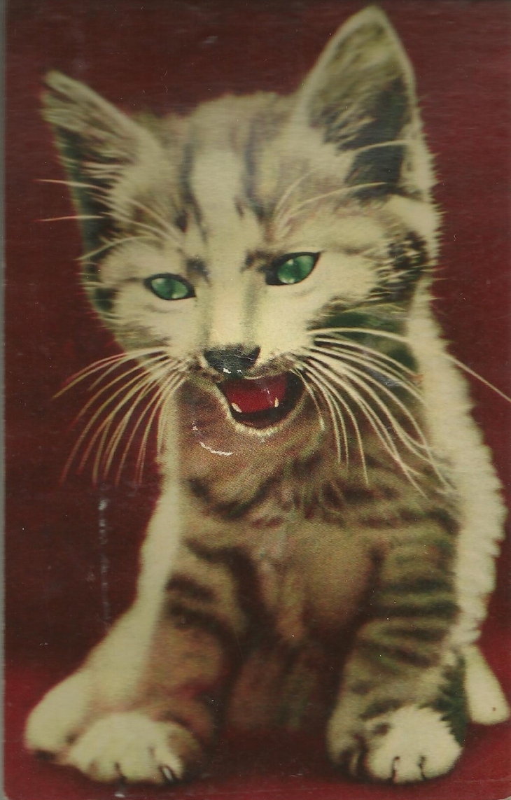 squeaky cat postcard