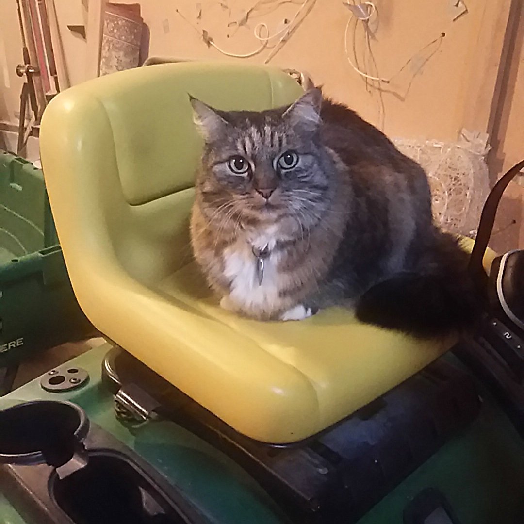 Opie on tractor seat