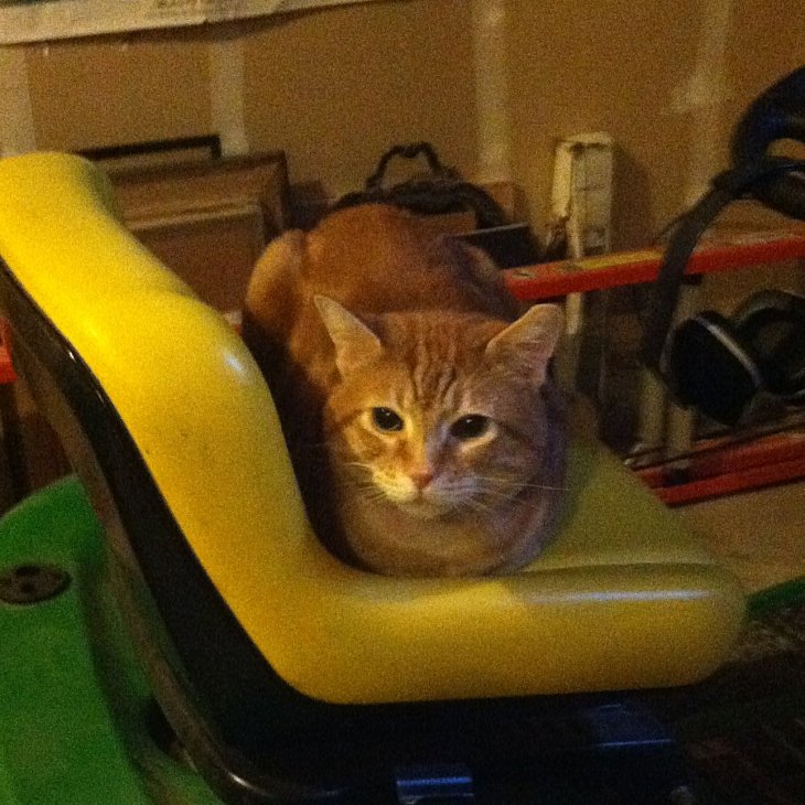 Scooby on tractor seat