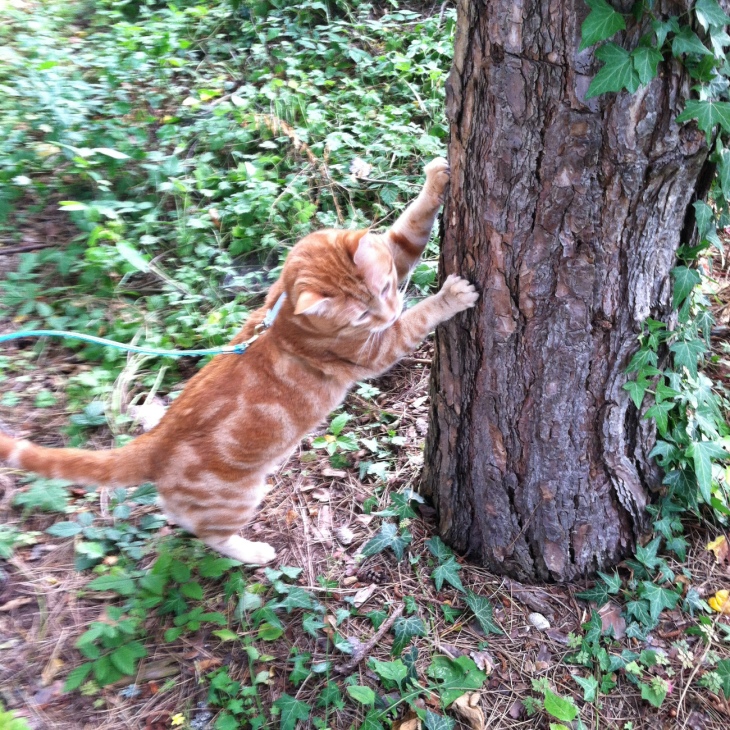 Scooby scratching tree