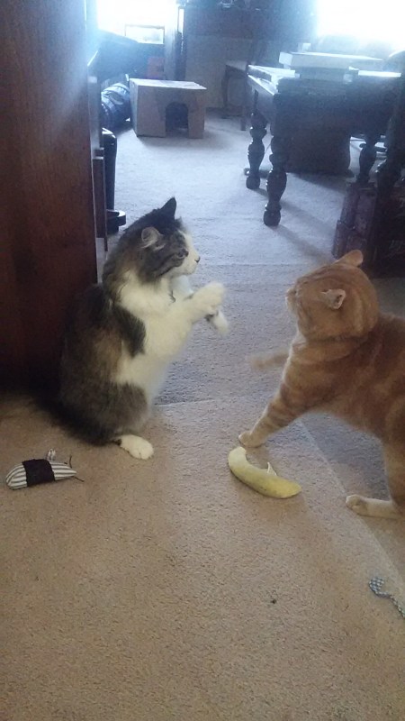 Zeke the cat and Scooby