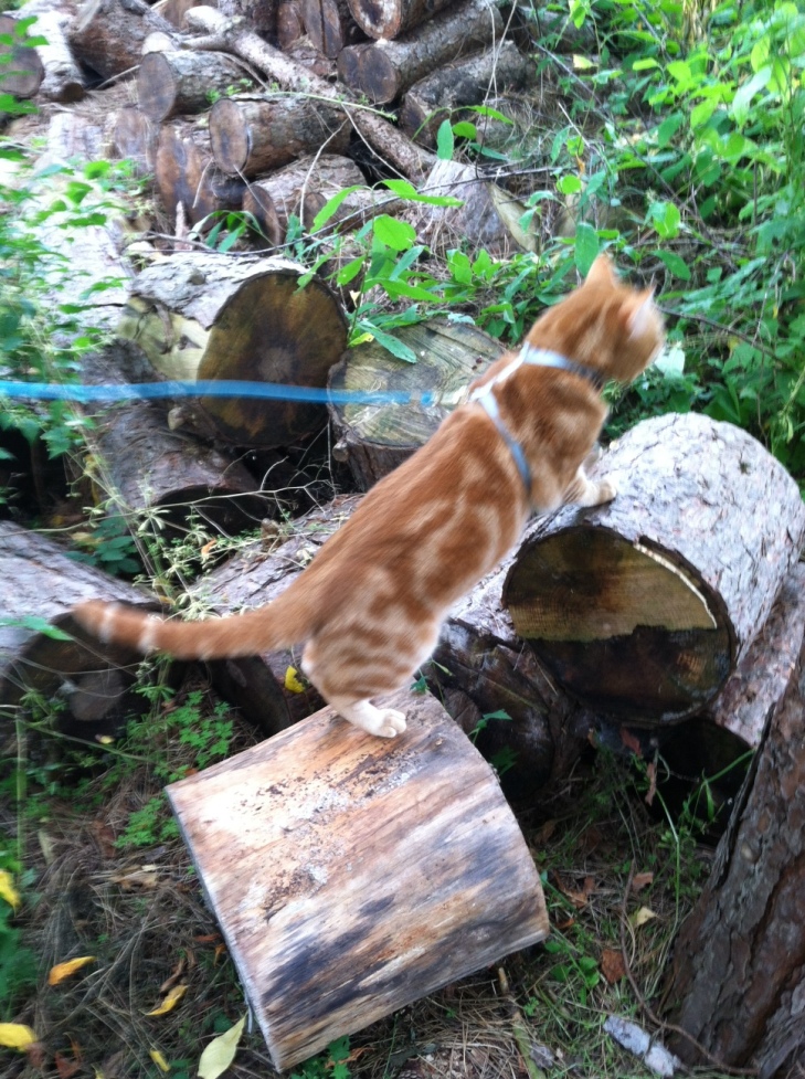 Scooby on woodpile
