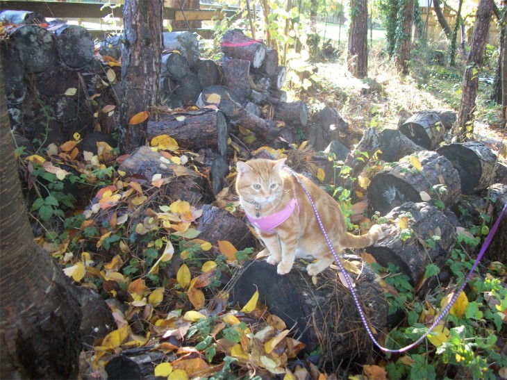 Scooby cat woodpile