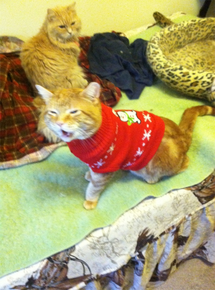 Scooby cat sweater