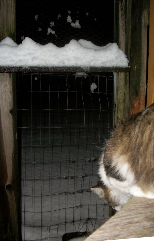Zeke catio