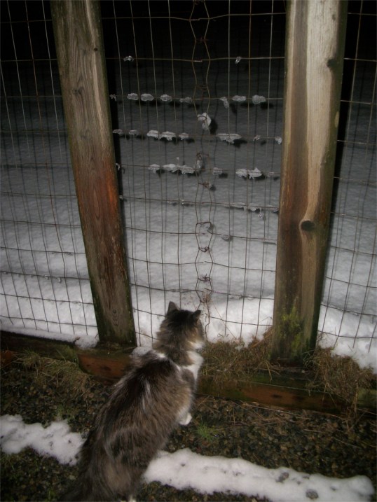 Zeke catio