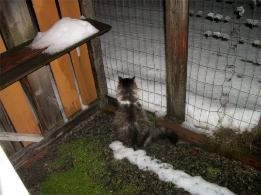 zeke catio