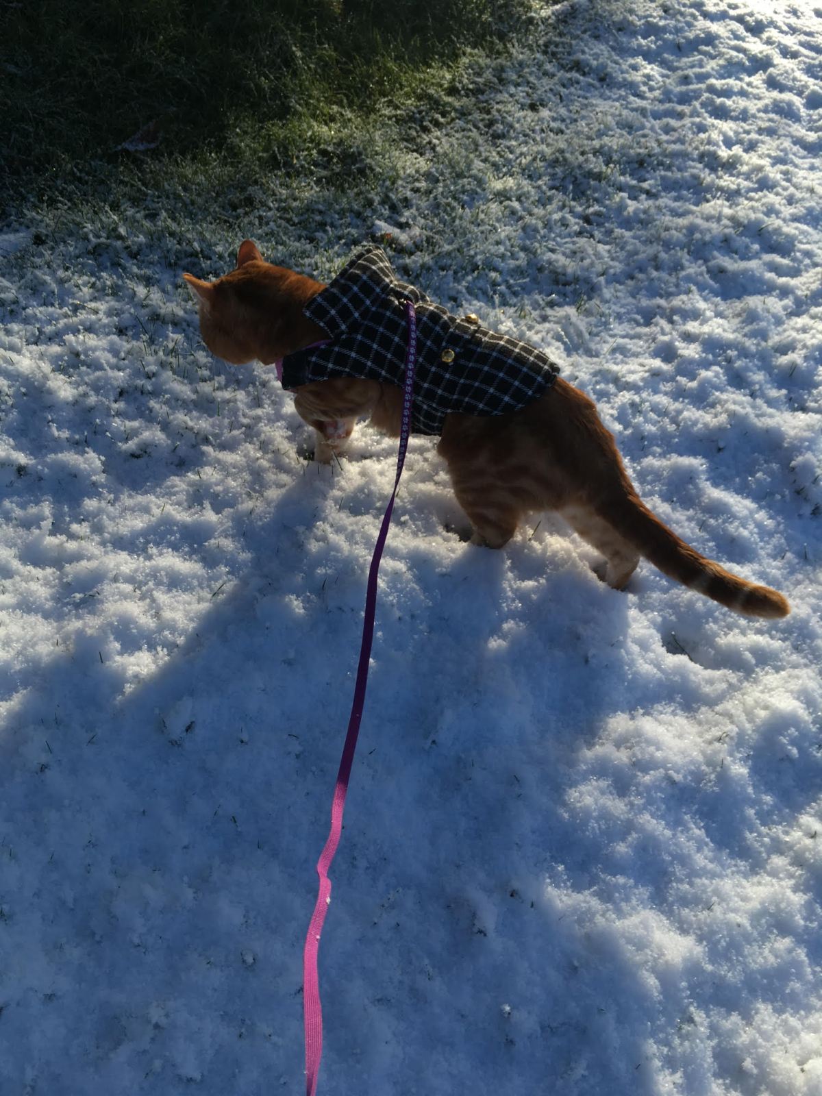 scooby cat snow