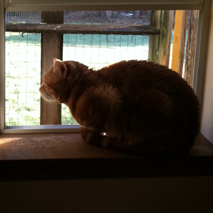 Scooby cat on windowsil