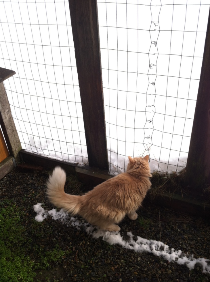 Marigold cat snow