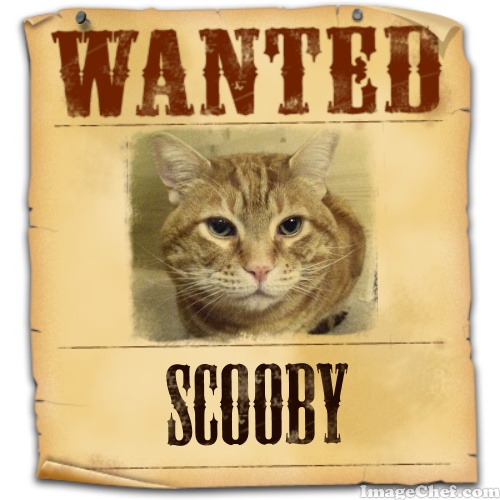 imagechef Scooby wanted poster