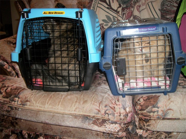 Opie Marigold cats cat carriers