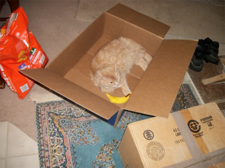 Marigold box catnip banana