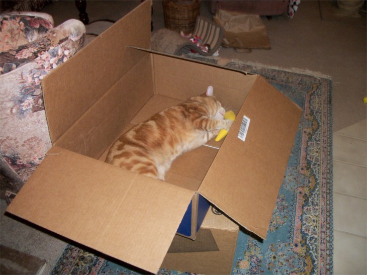 Scooby Chi-cat-a-banana