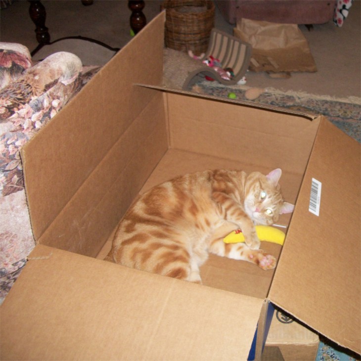 Scooby catnip banana