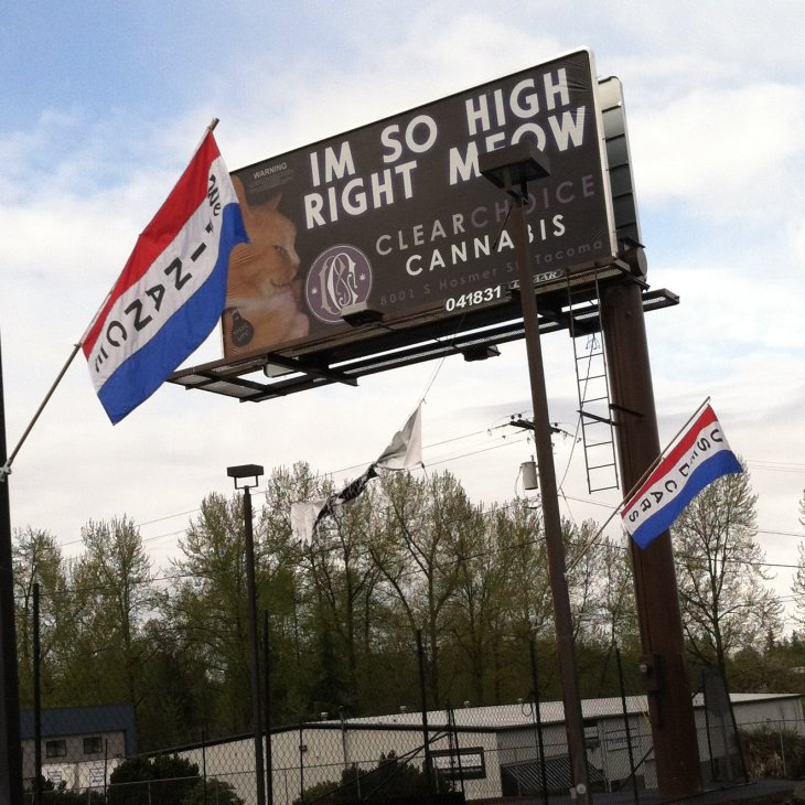 cat marijuana billboard