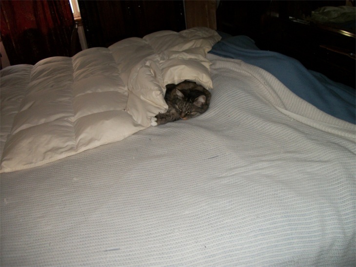 Opie in bed