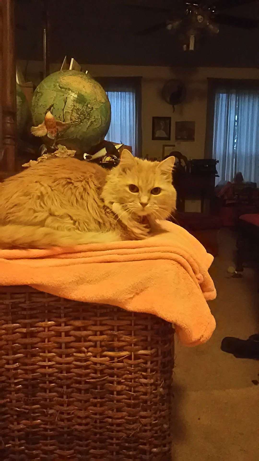 Marigold on laundry basket