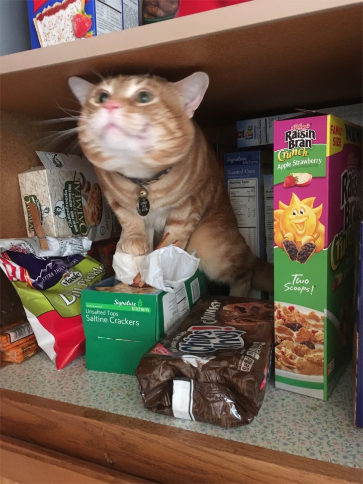Scooby cat pantry