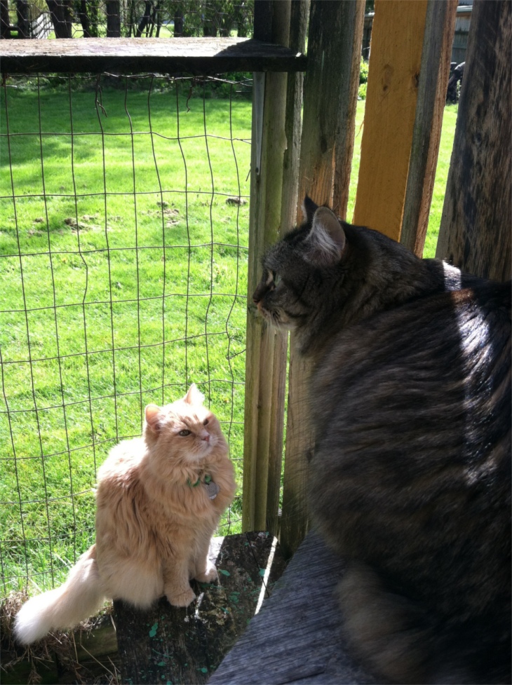 Marigold and Opie catio