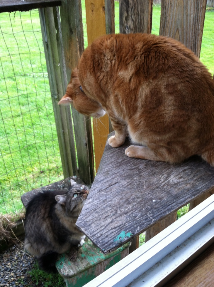 Opie and Scooby in catio