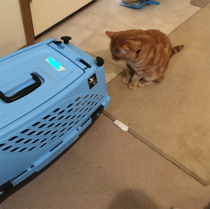 Scooby looking at cat carrier