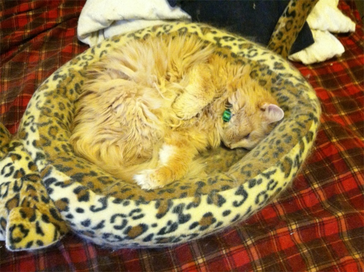 Marigold in cat bed