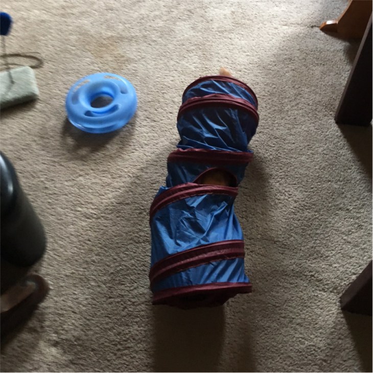 cat tunnel