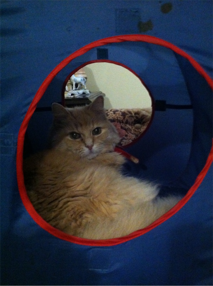 Marigold cat tent