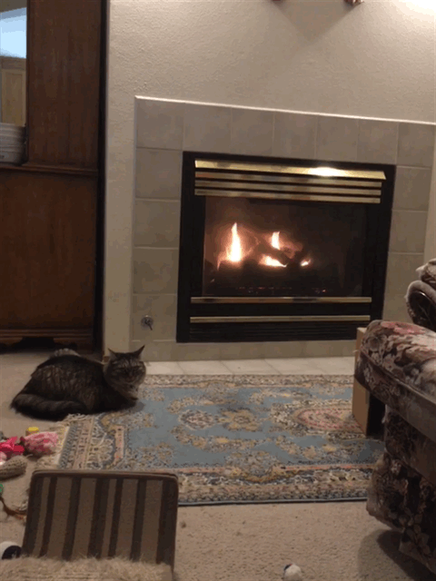 Opie cat fireplace