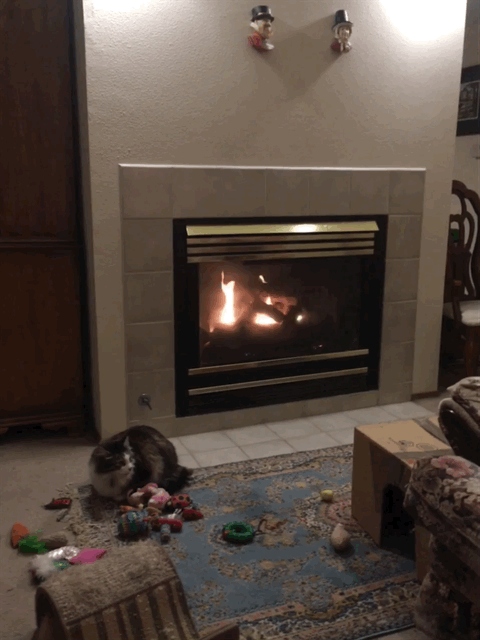 Zeke cat fireplace