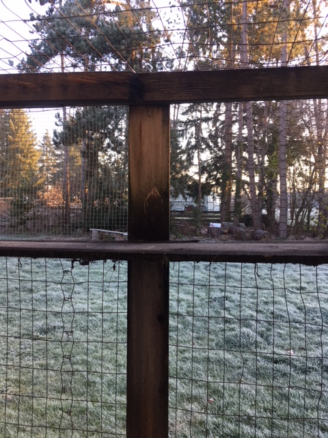 Catio frost