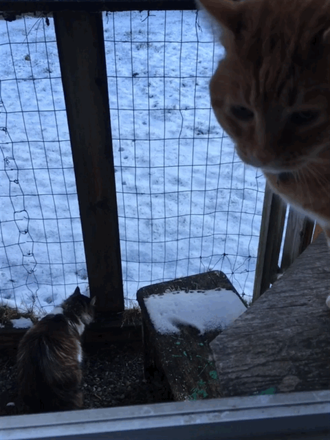 Scooby jumping catio snow