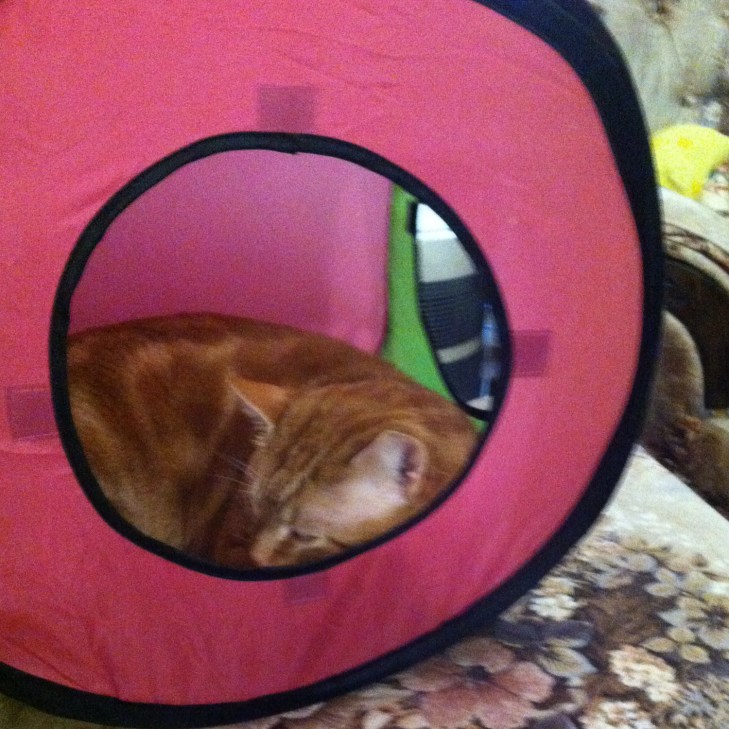 Scooby in tent sleeping