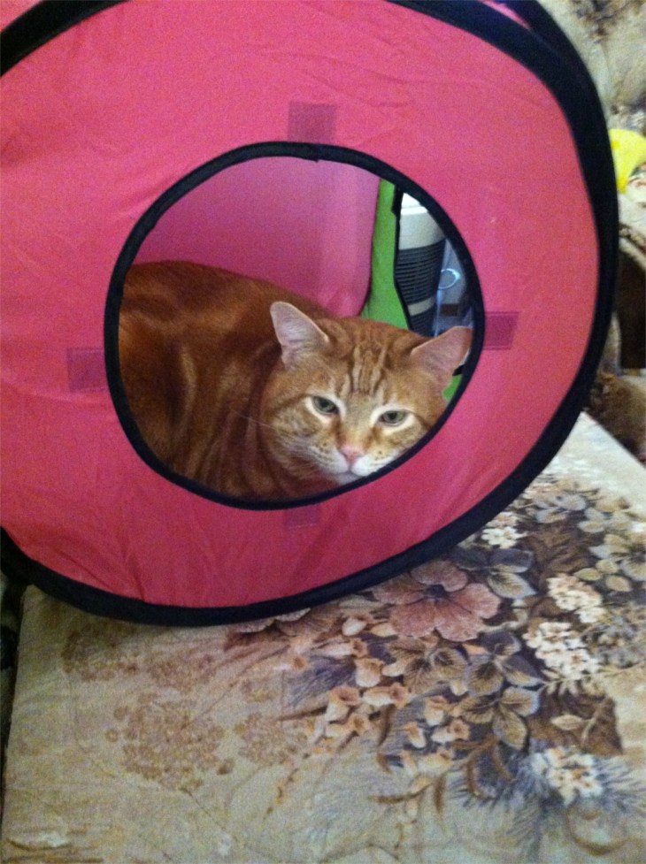 Scooby awake in tent