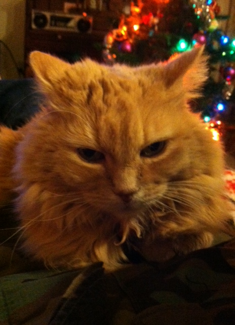 Marigold christmas tree