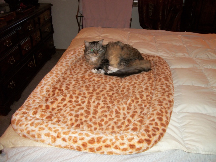 opie cat bed