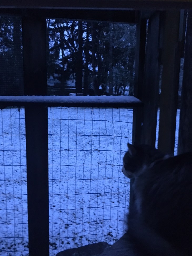 zeke snow catio