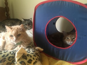 Marigold Opie Scooby